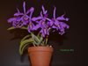 Cattleya maxima 